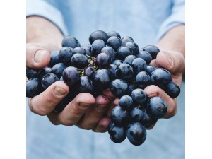 Anti-aging GRAPE TETRA COMPLEX (25 KG)